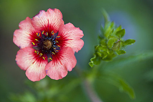 红色,委陵菜属,花