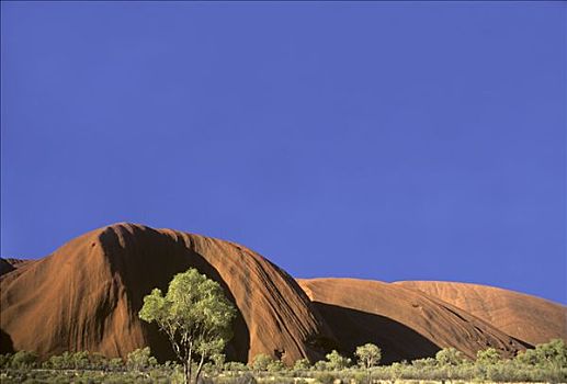 桉树,正面,艾尔斯巨石,乌卢鲁巨石,北领地州,澳大利亚