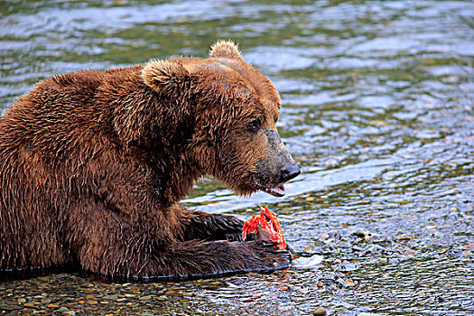大灰熊,棕熊,成年,喂食,水,布鲁克斯河,卡特麦国家公园,保存,阿拉斯加,美国,北美