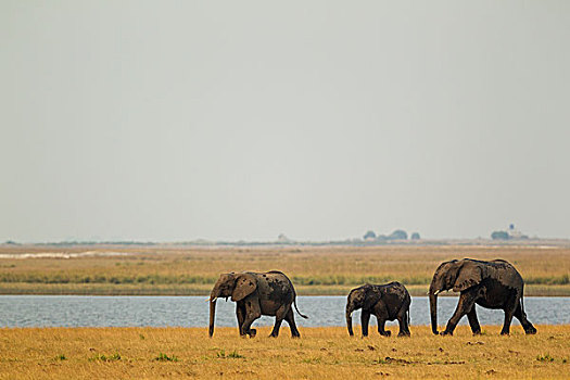 非洲象,两个,母牛,幼兽,走,堤岸,乔贝,河,乔贝国家公园,博茨瓦纳,非洲