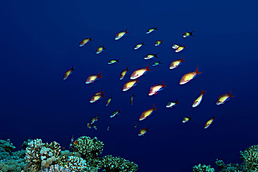鱼群,海金鱼,金拟花鲈,雄性,红海,西奈半岛,埃及,非洲