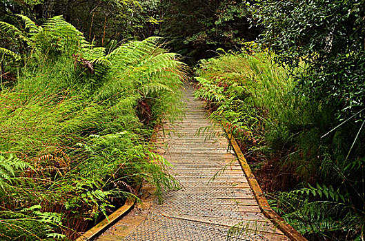 木板路,雨林,保护区,塔斯马尼亚,澳大利亚