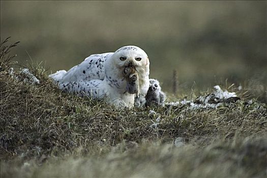 雪鹄,雪鸮,苔原,鸟窝,捕获,北极国家野生动物保护区,阿拉斯加