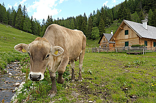 母牛,高山,草场,奥地利,欧洲