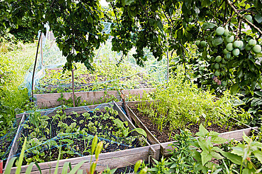 网,防护,蔬菜,花园