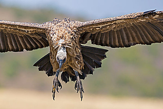 肯尼亚,马赛马拉,粗毛秃鹫,陆地,旁侧,动物尸体,马赛马拉国家保护区