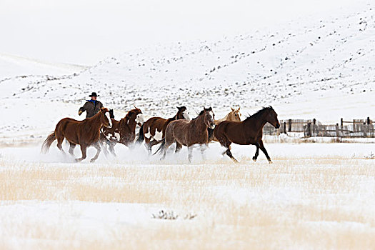牛仔,牧群,马,上方,雪,草场
