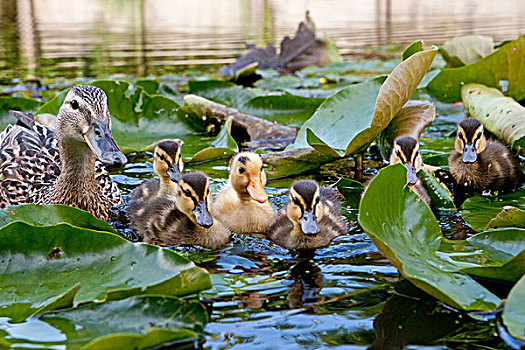 荷兰,幼兽,鸭子,母兽,水塘