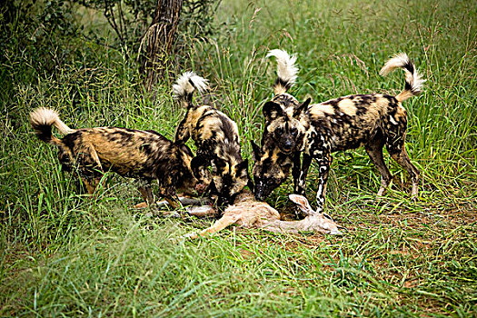 非洲野狗,非洲野犬属,杀,大捻角羚,女性,畜体,纳米比亚