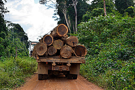 卡车,装载,树干,违法,伐木,亚马逊雨林,木料,地区,巴西,南美