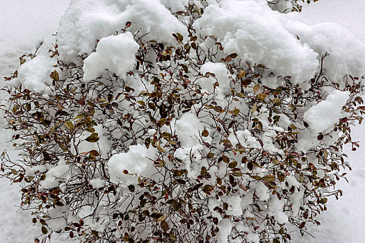 河南滑县,雪后树木银装素裹