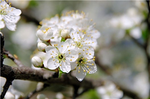 李子,花