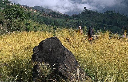 草,石头,地点,尼泊尔