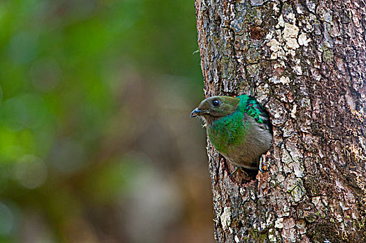 凤尾绿咬鹃,雌性,巢,中部高地,哥斯达黎加,中美洲