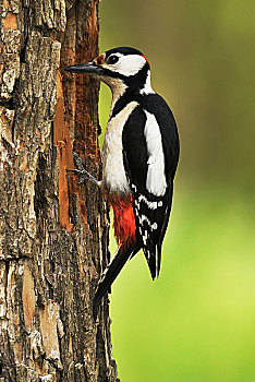 啄木鸟,大斑啄木鸟,靠近,树干,国家公园,匈牙利,欧洲