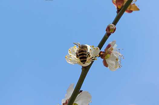 初春梅园梅花盛开