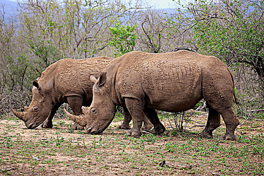 白色,犀牛,白犀牛,坝,小动物,喂食,觅食,国家公园,纳塔耳,南非,非洲