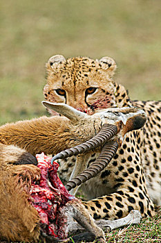 印度豹,汤氏瞪羚,杀,猎豹,马赛马拉,野生动植物保护区,肯尼亚