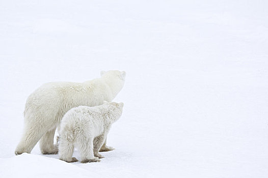 北极熊,远眺,丘吉尔市,曼尼托巴,加拿大