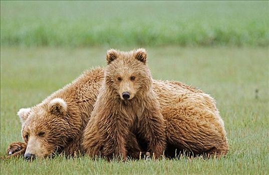 母熊,休息,哺乳,卡特麦国家公园,阿拉斯加,夏天