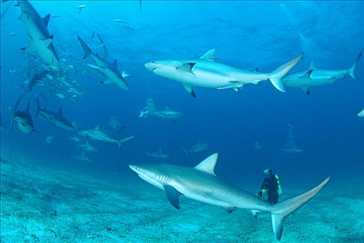 加勒比礁鲨,长鳍真鲨,群体,诱惑,诱饵,围绕,潜水,巴哈马,加勒比海