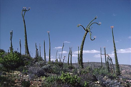 树,北下加利福尼亚州,墨西哥