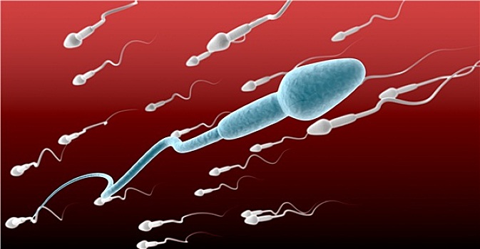 精子,细胞,男性