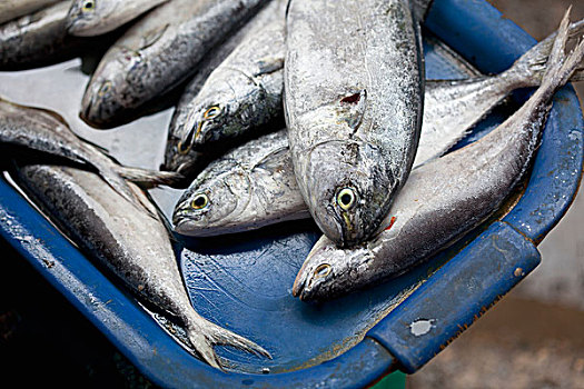 鲜鱼,市场,岛屿,菲律宾