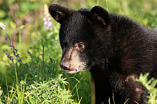美洲黑熊,幼兽,肖像,蒙大拿,美国,北美