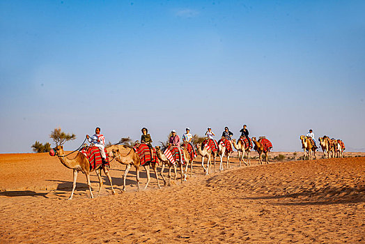 阿玛哈豪华精选沙漠水疗度假酒店的骆驼驼队
