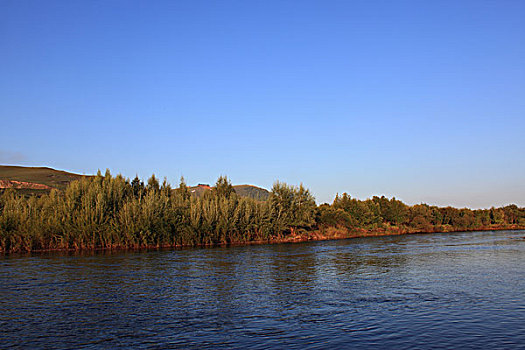 湿地,河流,树木