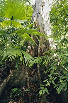棕榈树,树,林下叶层,印度尼西亚