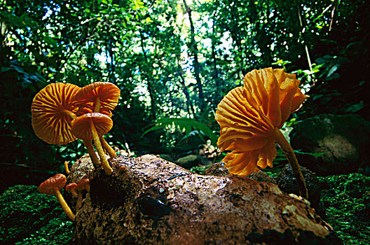 蘑菇,多,原木上,科罗拉多岛,巴拿马
