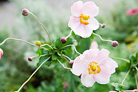 银莲花,花,芽