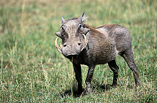 肯尼亚,马塞马拉野生动物保护区,疣猪