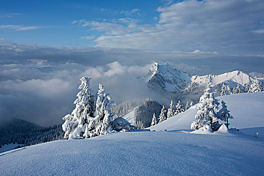 清晨,山,冬天,背景,巴伐利亚阿尔卑斯山,巴伐利亚,德国