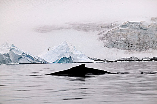 驼背鲸,大翅鲸属,鲸鱼,平面,南极