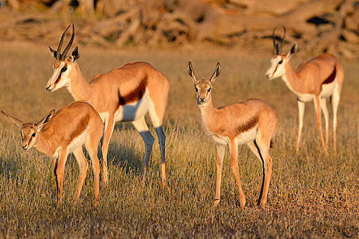 跳羚,两个,成年,女性,幼兽,卡拉哈迪大羚羊国家公园,北开普,南非,非洲