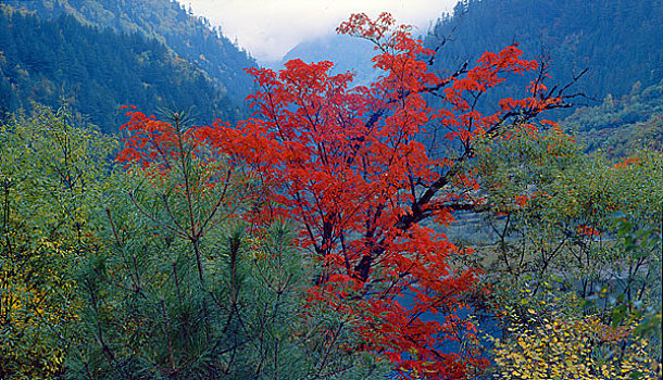 自然风光九寨沟陡坡红树