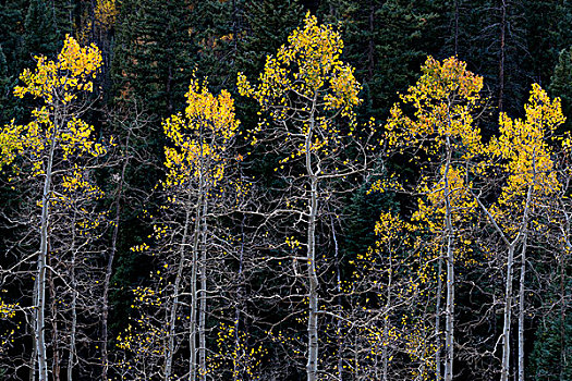 美国,科罗拉多,站立,秋天,黄色,白杨,安肯帕格里国家森林