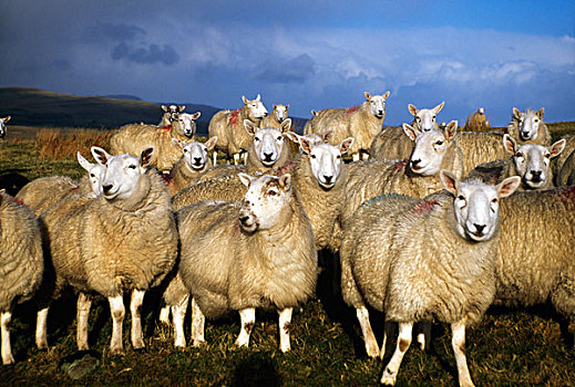绵羊,安特里姆郡,爱尔兰