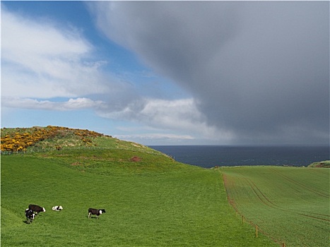 绿色,地点,母牛,乌云,背景