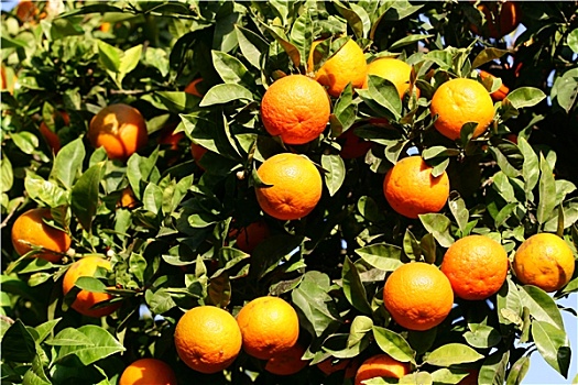 橙子,树