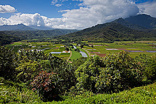 芋头,土地,考艾岛,夏威夷,美国