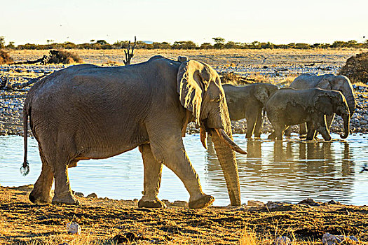 非洲,大象,水坑,埃托沙国家公园,纳米比亚