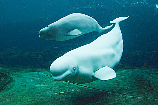白鲸,一对,温哥华水族馆,加拿大