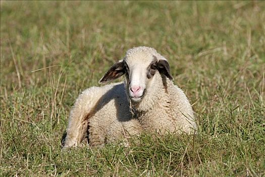 家羊,绵羊,草地,莱茵兰普法尔茨州,德国,欧洲