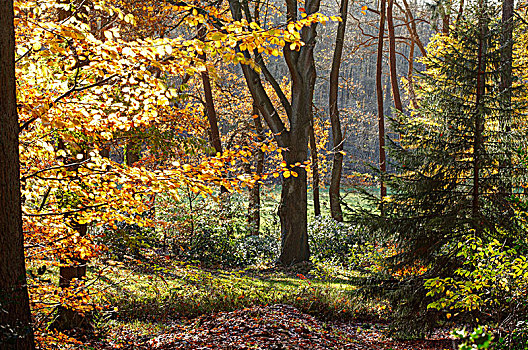 林中小径,秋天,树林,下萨克森,德国,欧洲