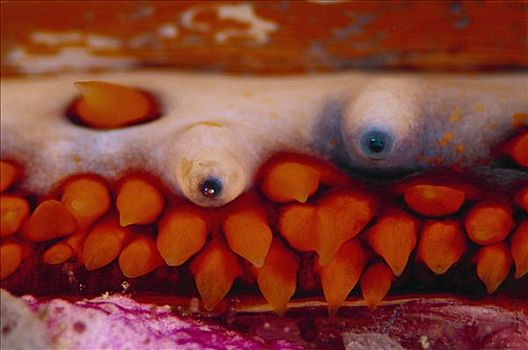 多刺,牡蛎,特写,展示,多,蓝眼睛,脚,深,所罗门群岛