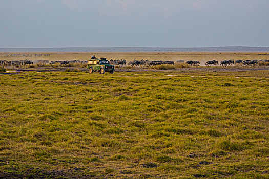 肯尼亚山国家公园越野车狩猎行